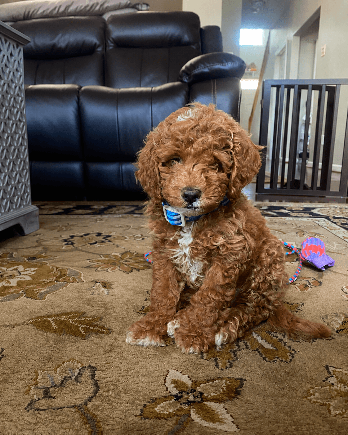 Astro the puppy