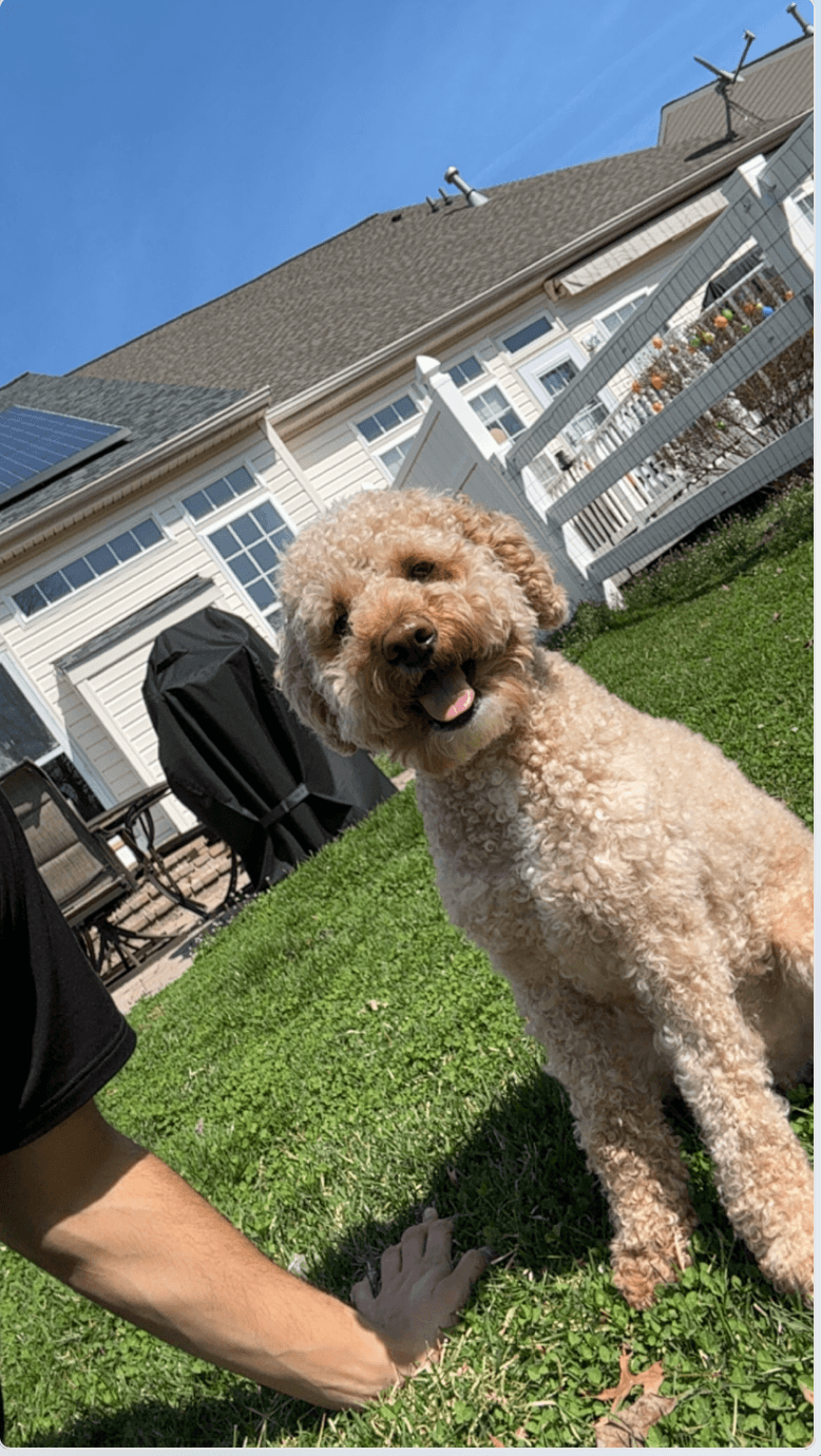 The family dog in the yard